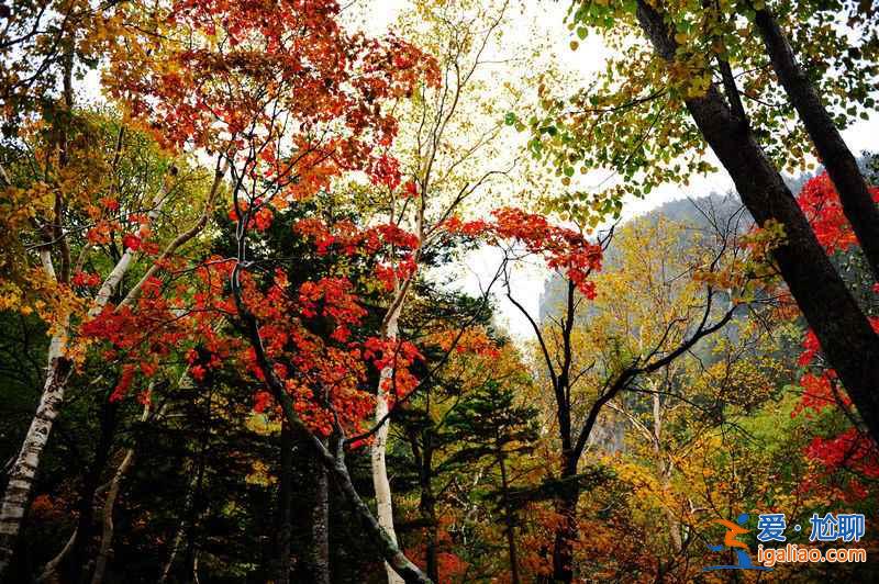 2018北海道紅葉觀賞景點及時間，北海道最美秋季美景？
