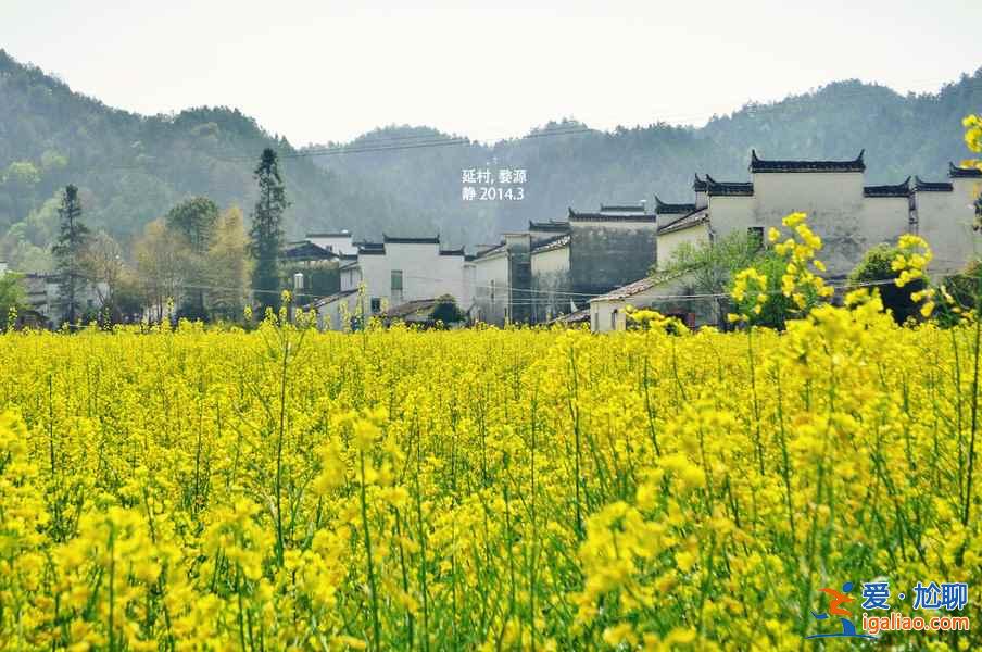 婺源油菜花在哪里，婺源哪里看油菜花，婺源看油菜花最佳地點？