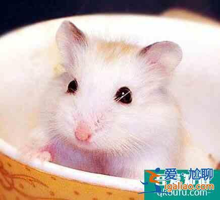 倉鼠裝死怎么辨別?幾個小妙招快速辨別? 倉鼠裝死怎么辨別?幾個小妙招快速辨別?