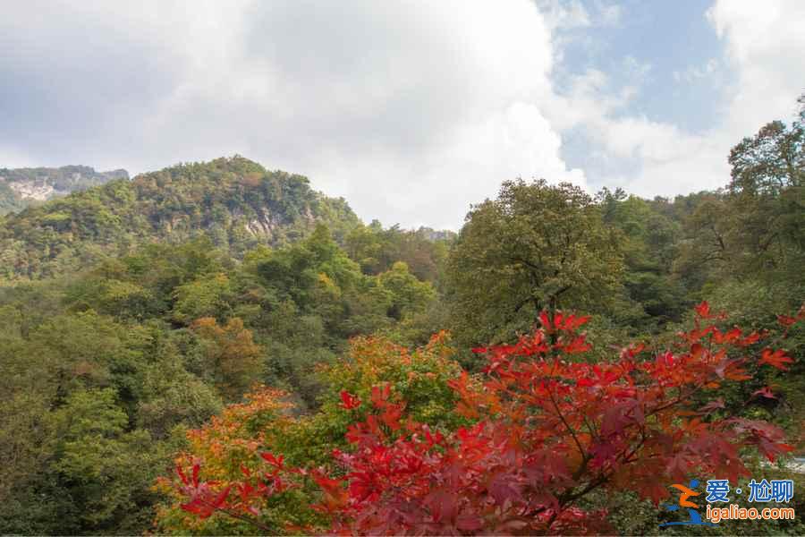 光霧山幾月看紅葉,光霧山國(guó)慶有紅葉嗎? 光霧山幾月看紅葉,光霧山國(guó)慶有紅葉嗎?