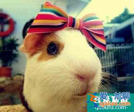 倉鼠裝死怎么辨別?幾個小妙招快速辨別? 倉鼠裝死怎么辨別?幾個小妙招快速辨別?