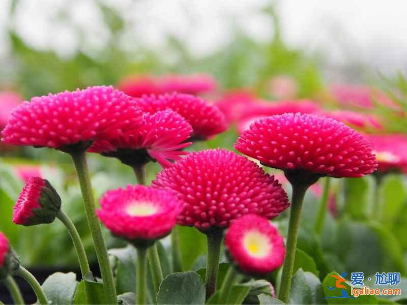 成都周邊自駕游好去處,成都周邊自駕游推薦,成都周邊自駕游攻略? 成都周邊自駕游好去處,成都周邊自駕游推薦,成都周邊自駕游攻略?