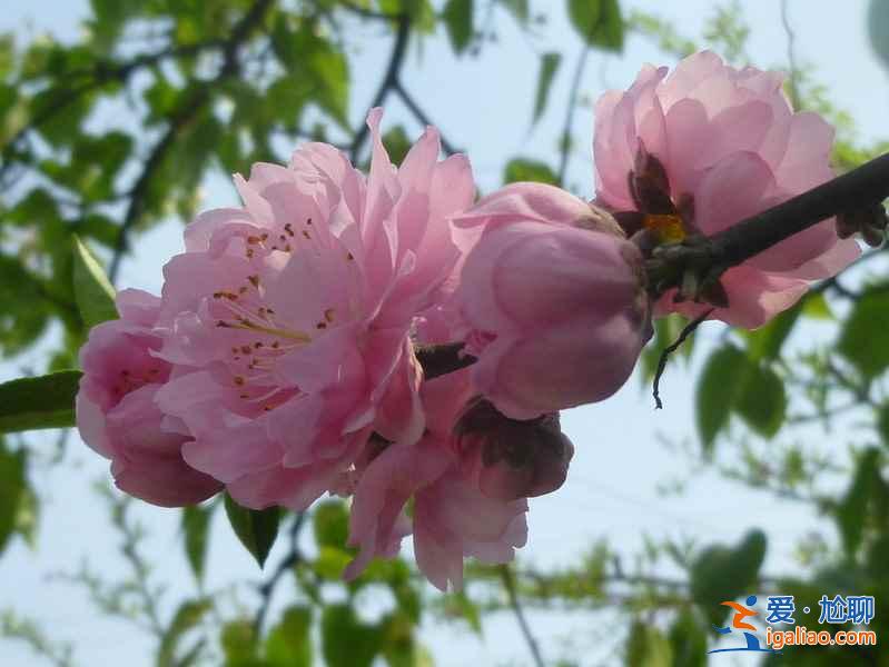 成都周邊自駕游好去處,成都周邊自駕游推薦,成都周邊自駕游攻略? 成都周邊自駕游好去處,成都周邊自駕游推薦,成都周邊自駕游攻略?