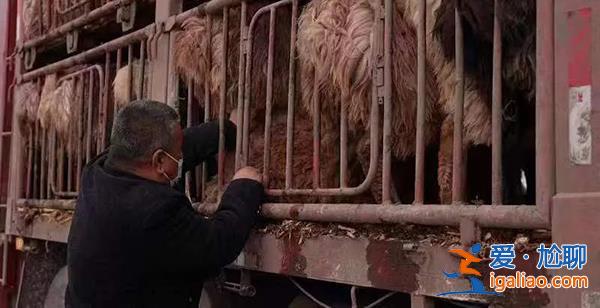 新疆多地公布冬季轉場進展 要求強降雪考驗下確保安全? 新疆多地公布冬季轉場進展 要求強降雪考驗下確保安全?