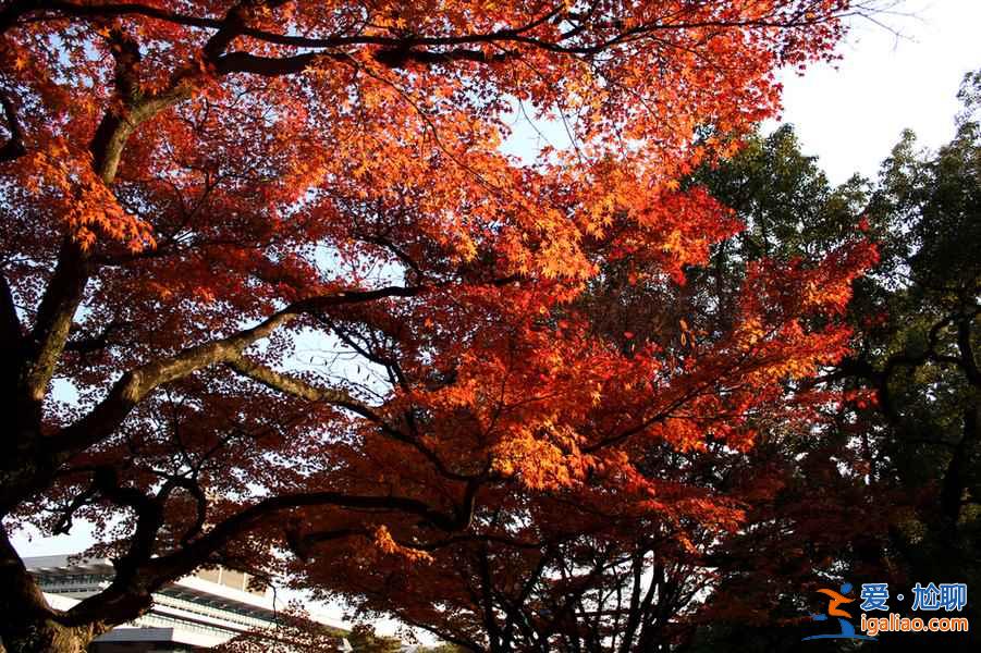 2018日本紅葉時間,日本紅葉前線時間? 2018日本紅葉時間,日本紅葉前線時間?