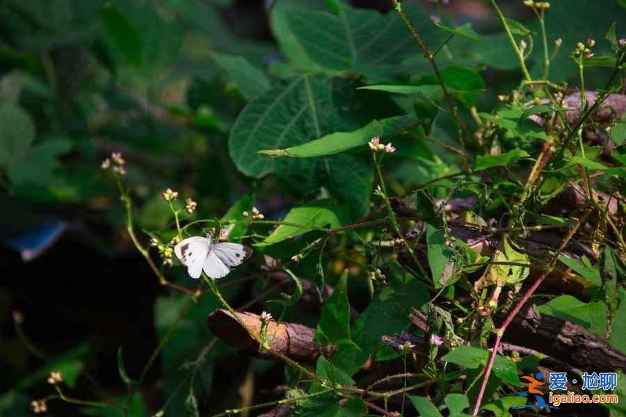 秋天不爬山？威海人最想征服的4座山？