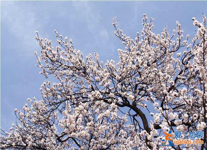 2017新疆杏花溝旅游,杏花溝旅游攻略,杏花溝旅游攻略? 2017新疆杏花溝旅游,杏花溝旅游攻略,杏花溝旅游攻略?