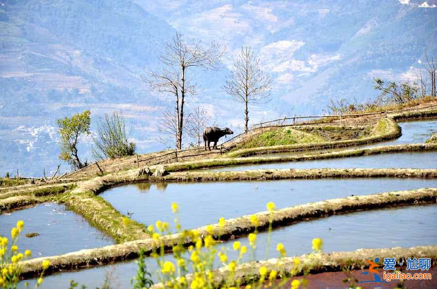 國內3月景色最美的地方，3月去哪里旅游好？