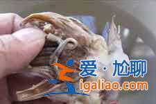 墨魚仔的做法？
