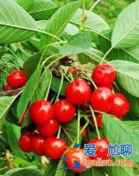 北京采摘櫻桃，2017北京采摘櫻桃好地方推薦？
