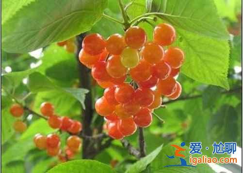 北京采摘櫻桃，2017北京采摘櫻桃好地方推薦？