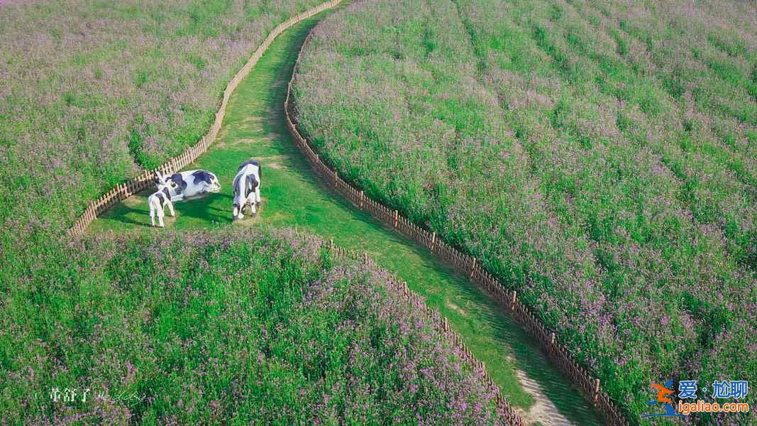 上海周邊自駕游攻略,上海周邊自駕游好去處,上海周邊有自駕游推薦? 上海周邊自駕游攻略,上海周邊自駕游好去處,上海周邊有自駕游推薦?