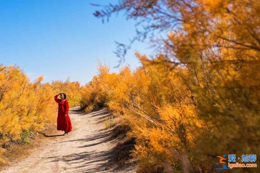 【胡楊林在什么地方】國內四大胡楊林景區？