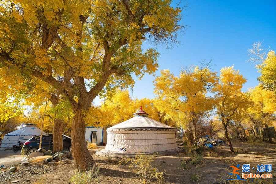 【胡楊林在什么地方】國內四大胡楊林景區？