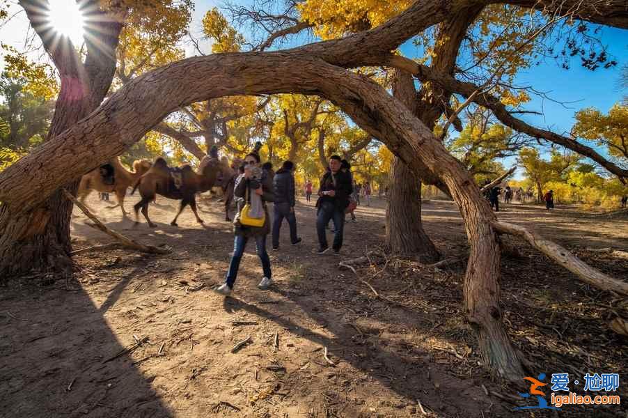 【胡楊林在什么地方】國內四大胡楊林景區？