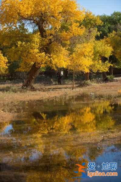【胡楊林在什么地方】國內四大胡楊林景區？