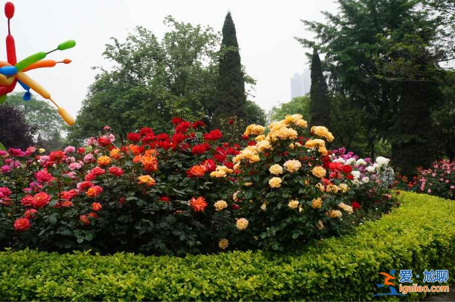 北京春天去哪里賞花？2018北京春季賞花全攻略？