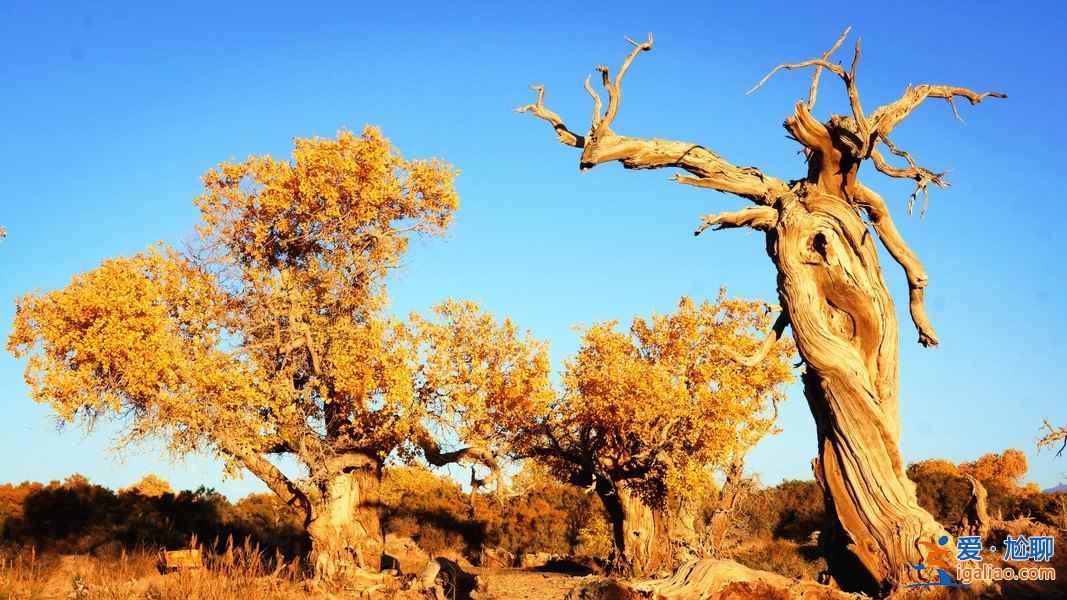 【胡楊林在什么地方】國內四大胡楊林景區？