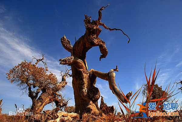 【胡楊林在什么地方】國內四大胡楊林景區？