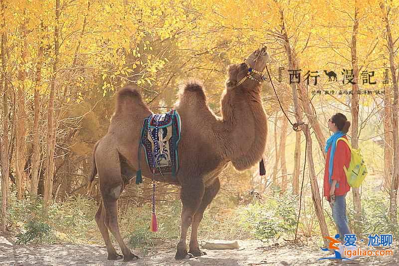 【胡楊林在什么地方】國內四大胡楊林景區？