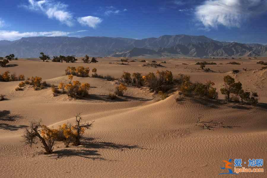 【胡楊林在什么地方】國內四大胡楊林景區？