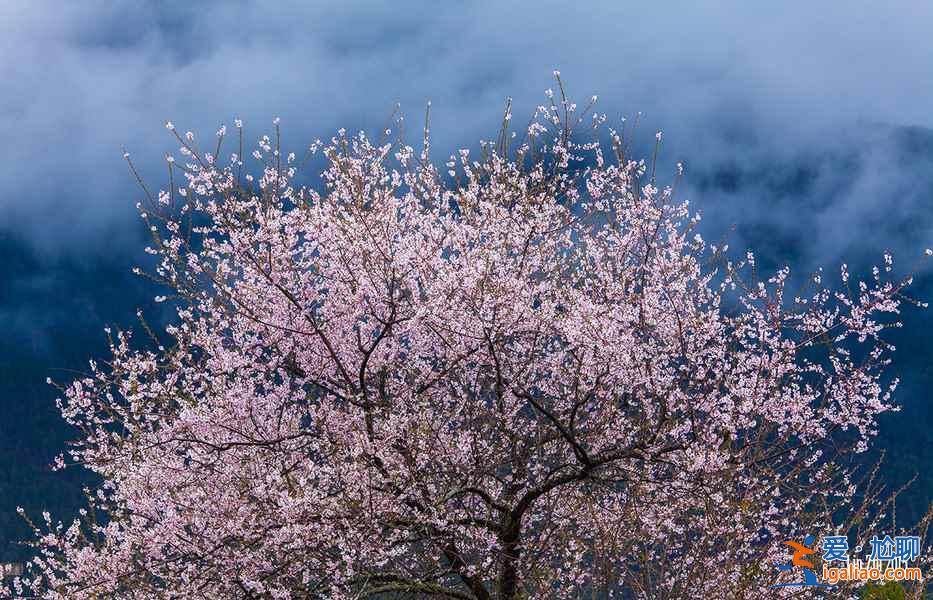 春天哪里好玩？8大國內踏春旅游好去處？