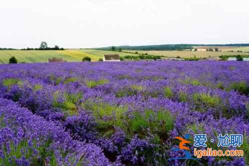 春天哪里好玩？8大國內踏春旅游好去處？