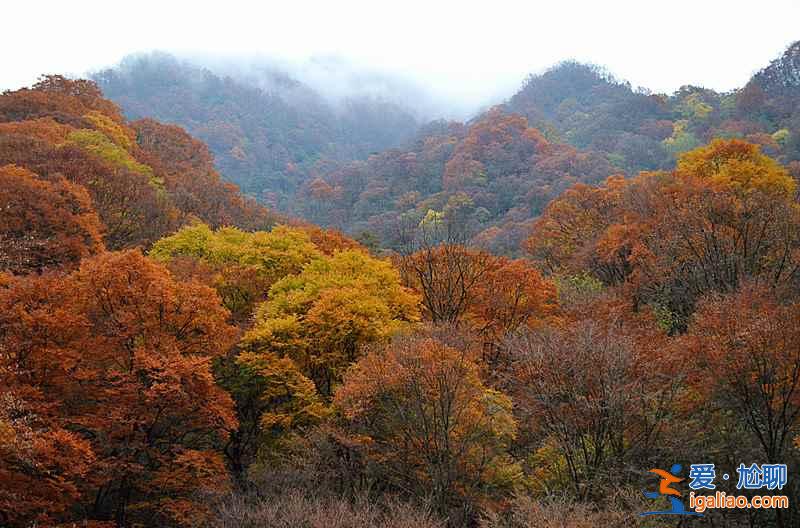 光霧山紅葉什么時候紅,2018光霧山紅葉紅了嗎? 光霧山紅葉什么時候紅,2018光霧山紅葉紅了嗎?