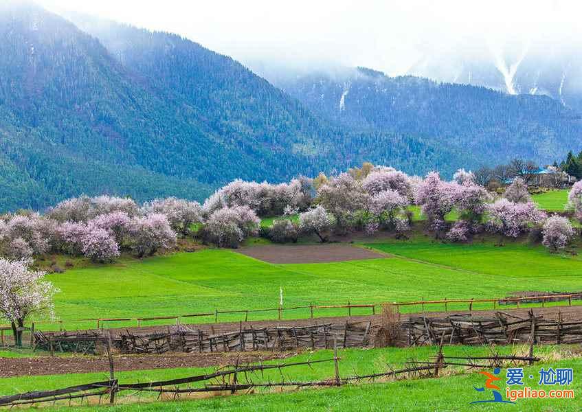 早春川藏線，春花爛漫是主旋律！？