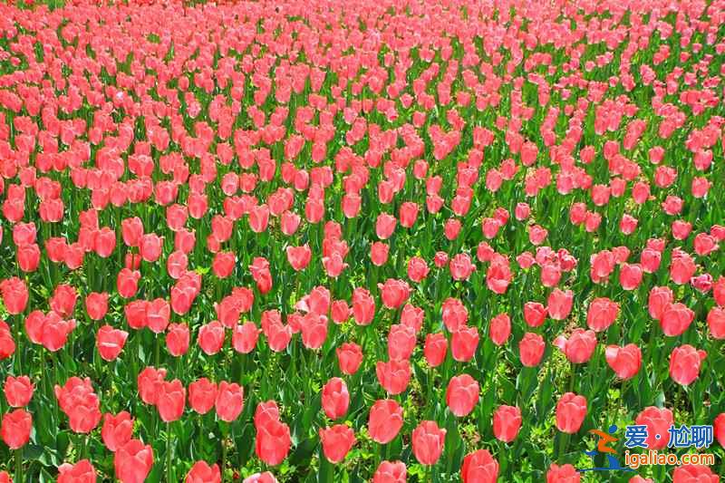 北京4月賞花地兒，北京四月賞花好去處？