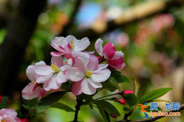 北京4月賞花地兒，北京四月賞花好去處？