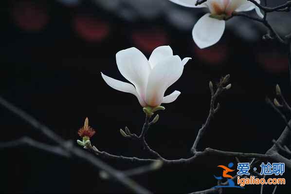 北京4月賞花地兒，北京四月賞花好去處？