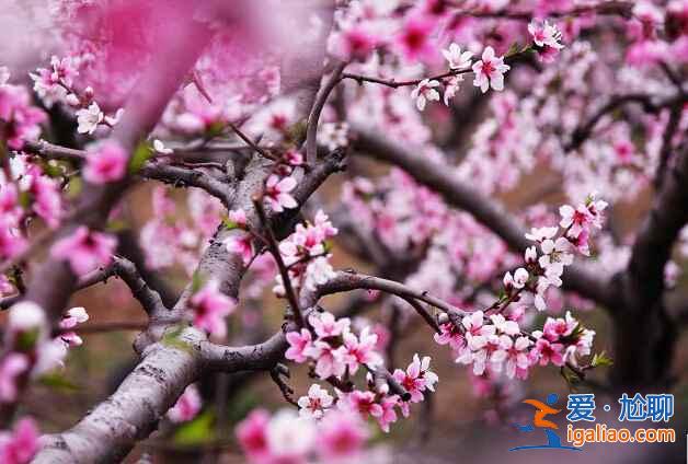北京4月賞花地兒，北京四月賞花好去處？