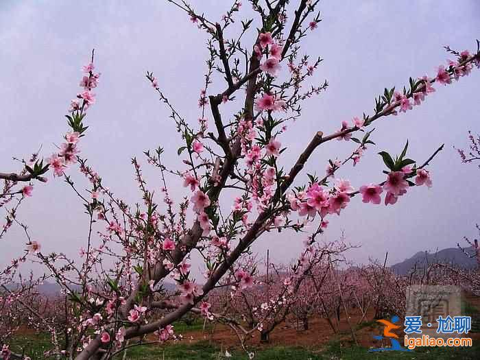 北京4月賞花地兒，北京四月賞花好去處？