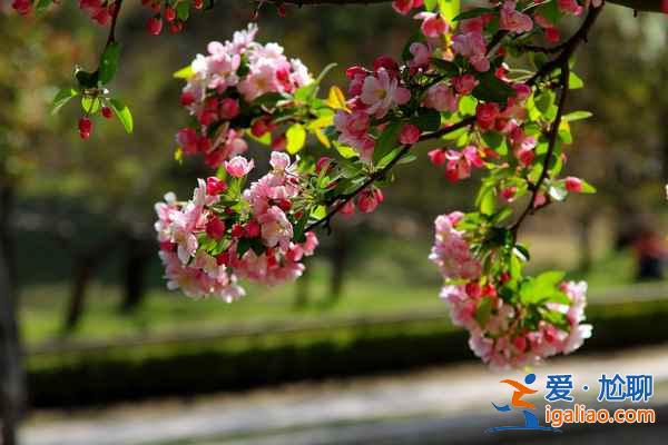 北京4月賞花地兒，北京四月賞花好去處？