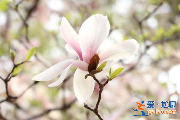 北京4月賞花地兒，北京四月賞花好去處？