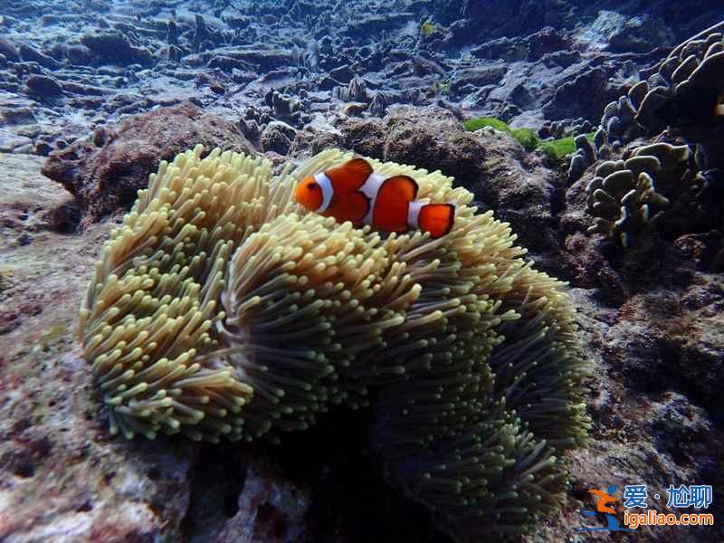 【普吉、蘇梅和甲米哪個好】泰國普吉島、蘇梅島、甲米哪個島最好玩？