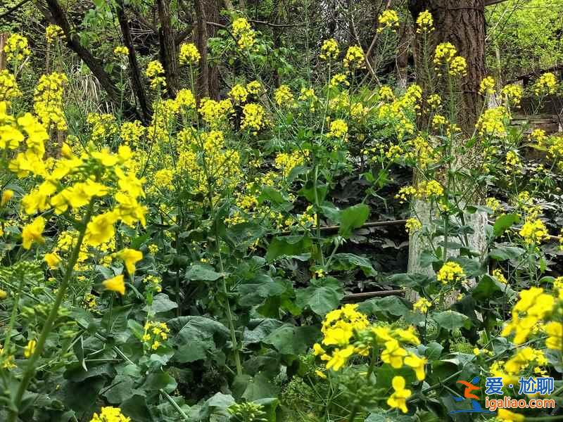 重慶看油菜花推薦，重慶有哪些看油菜花的地方，重慶看油菜花好去處？