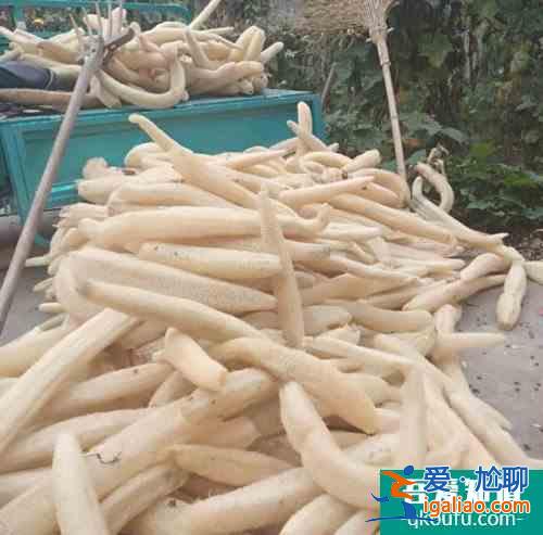 絲瓜水的功效作用 絲瓜藤水怎么用? 絲瓜水的功效作用 絲瓜藤水怎么用?