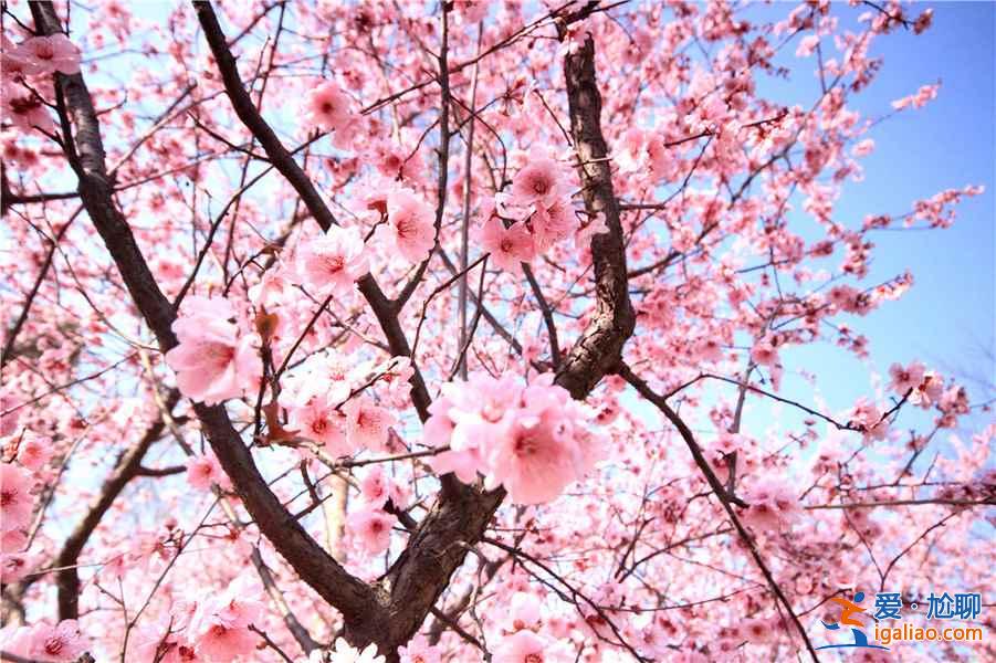 【南京梅花節】2019南京國際梅花節攻略，2019南京國際梅花節活動詳情？