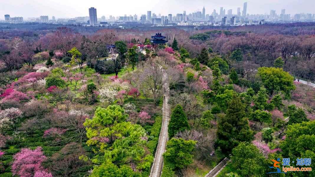【南京梅花節】2019南京國際梅花節攻略，2019南京國際梅花節活動詳情？