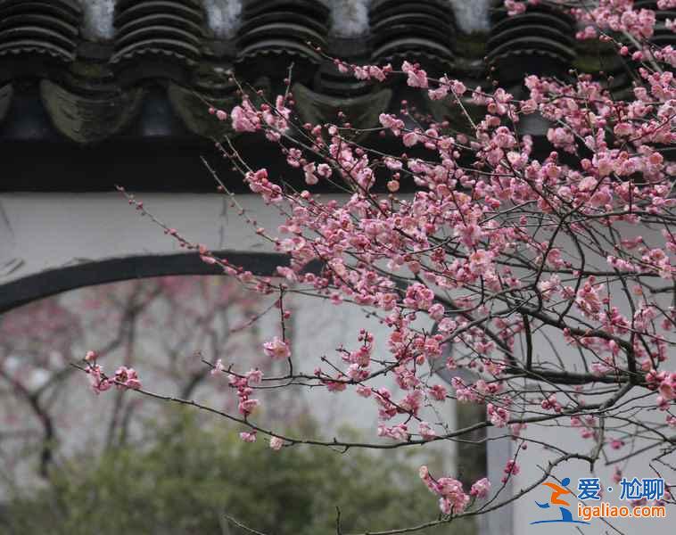 【南京梅花節】2019南京國際梅花節攻略，2019南京國際梅花節活動詳情？