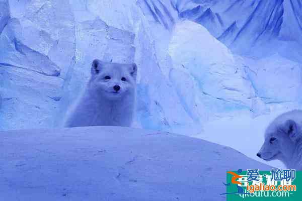 2022成都海昌極地海洋公園元旦優惠門票價格 附元旦活動？