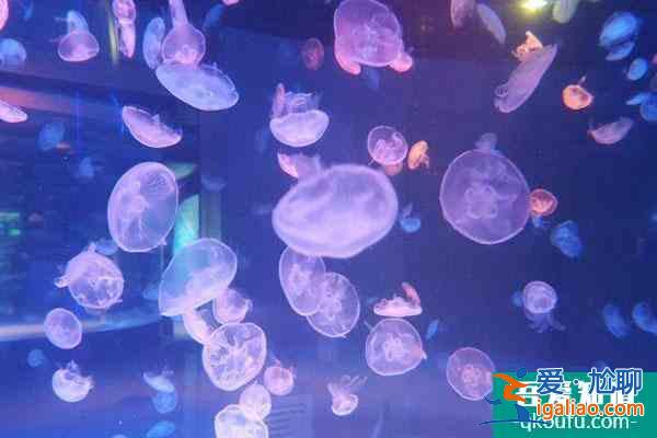 2022成都海昌極地海洋公園元旦優惠門票價格 附元旦活動？