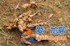 土茯苓煲湯？