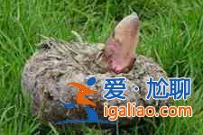 魔芋的做法? 魔芋的做法?