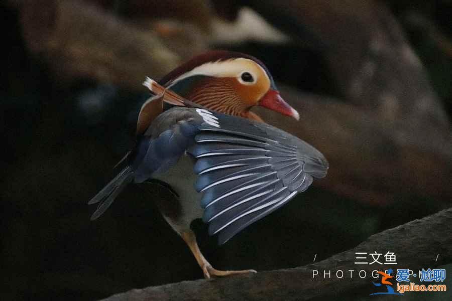 長隆飛鳥樂園門票多少錢,長隆飛鳥樂園門票價格多少,長隆飛鳥樂園有沒有優(yōu)惠票? 長隆飛鳥樂園門票多少錢,長隆飛鳥樂園門票價格多少,長隆飛鳥樂園有沒有優(yōu)惠票?
