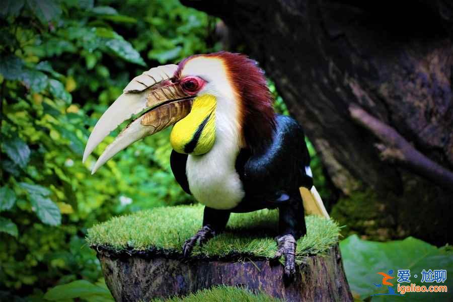 長隆飛鳥樂園門票多少錢,長隆飛鳥樂園門票價格多少,長隆飛鳥樂園有沒有優(yōu)惠票? 長隆飛鳥樂園門票多少錢,長隆飛鳥樂園門票價格多少,長隆飛鳥樂園有沒有優(yōu)惠票?