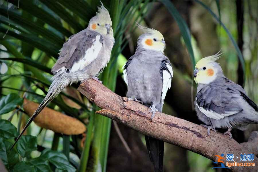 長隆飛鳥樂園門票多少錢,長隆飛鳥樂園門票價格多少,長隆飛鳥樂園有沒有優(yōu)惠票? 長隆飛鳥樂園門票多少錢,長隆飛鳥樂園門票價格多少,長隆飛鳥樂園有沒有優(yōu)惠票?