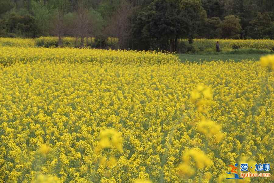 三月出游賞花去哪里，3月國內這些地方的花最美？